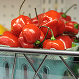 Horticulture Module